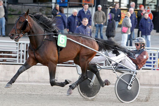 Avlsekspert sp�r succes for hingst p� Bornholm