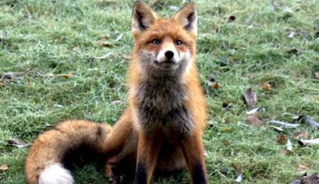 Naturforening hilser r�ve velkomne