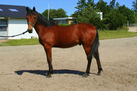 Bornholmskejet unghest til tr�ning i hovedstaden