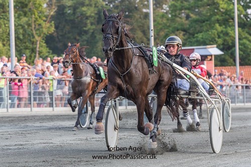 Vil ikke tr�ne og starte ungheste p� travbanen