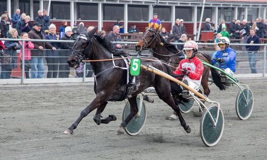 Gravid hest til start p� travbanen