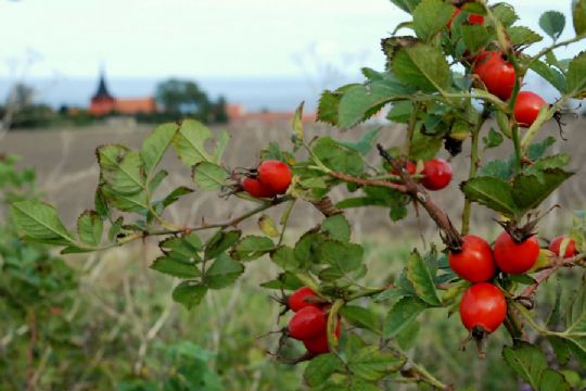 Dyrt at bek�mpe hybenroser uden gift