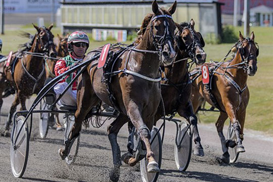 Karrieren kan v�re forbi for bornholmers fl�jhest