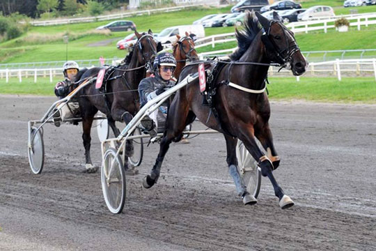 Andenplads til bornholmskejet hest i DM-serie