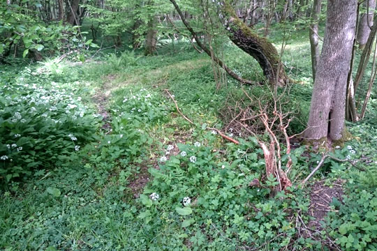 H�rv�rk i �sterlars