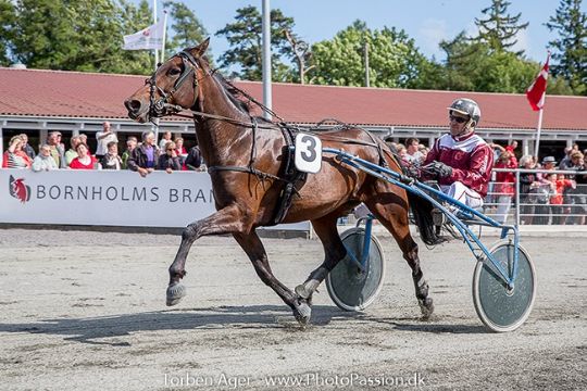 Bornholmskejet travhest jagter svenske guldm�nter