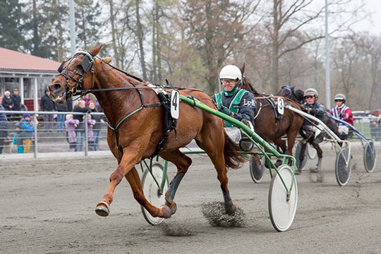 Bornholmsk sejrshest p� pension