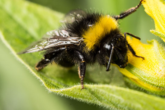 B�rn skal redde humlebierne