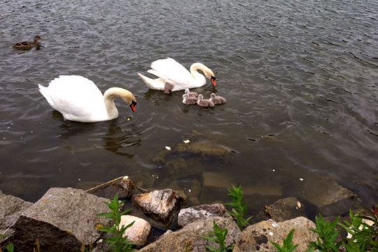 Svaneunger i Hammers�en