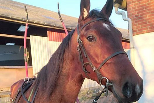 Bornholmeropdr�t har skiftet til tr�ner