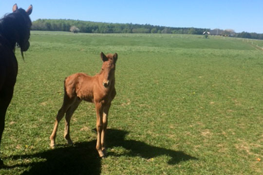 Bornholm mangler snart travheste