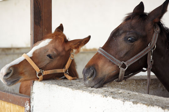 Tre heste aflivet efter misr�gt