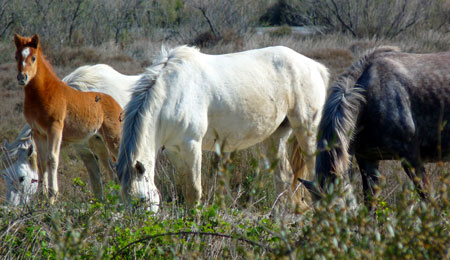 Hesteejer overtr�dte dyrev�rnsloven