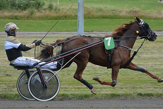 Champion overrasket over bornholmerhest