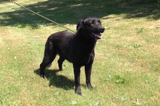 Politiet: Hundeejer s�ges