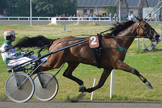 Hest i hovedstaden spares til mesterskab p� Bornholm