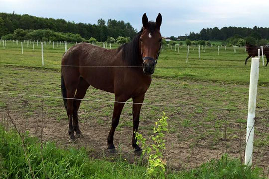 Bornholm Nu i pr�vel�b med 40 meter till�g