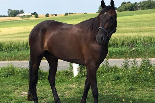 Bornholmer har solgt hest med sejr i sidste start