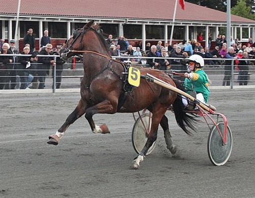 Hest solgt fra Bornholm til Billund