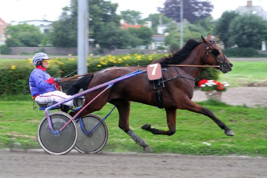 Travhesten Bornholm Nu debuterer p� BM-dagen