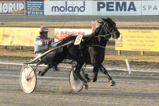 Minkfarmer g�r comeback i travsporten