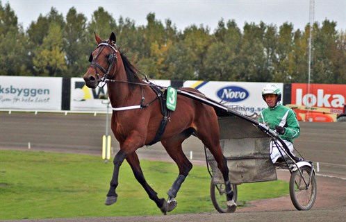 Bornholmskejet hest til tops i Halmstad