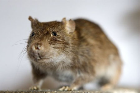 Ekstra penge til bek�mpelse af rotter