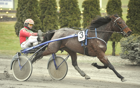 Bornholmske travheste p� pr�miejagt i Sverige