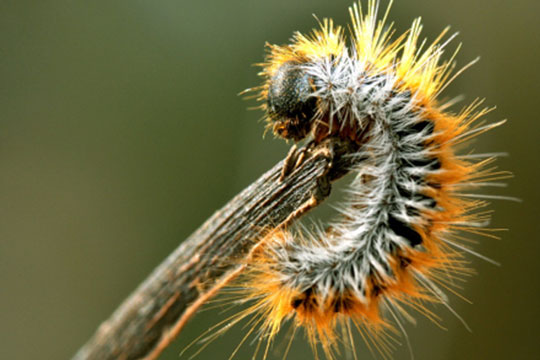 Giftig larve observeret p� Nordbornholm