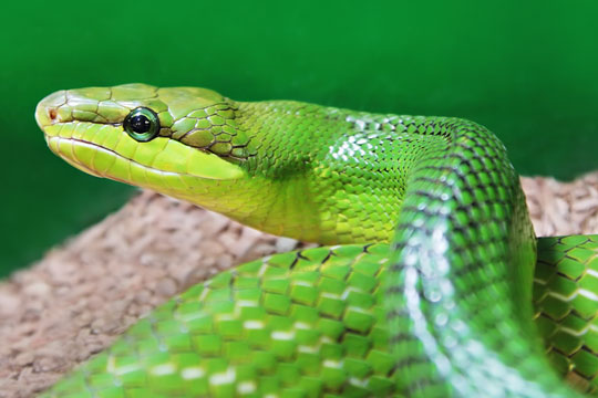 Fandt undsluppen slange i lejlighed