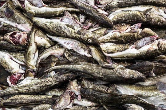 Fiskeskipper tiltalt for ikke at nedk�le fisk