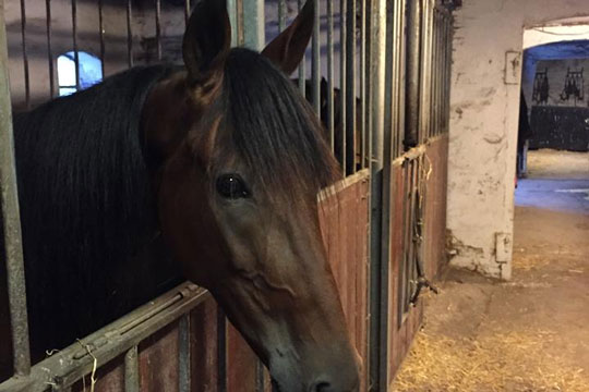 Ny travhest til Bornholm