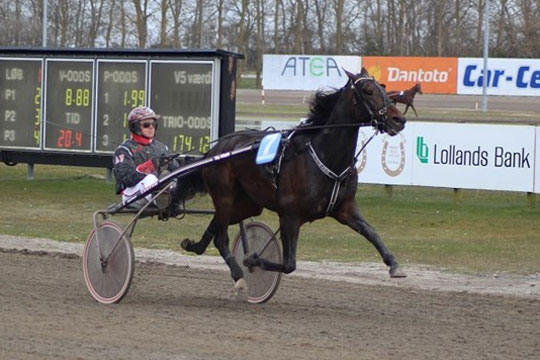 Hest med lokale interesser favorit til k�ring