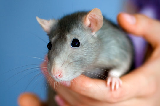 Rotte efterladt i kiosk