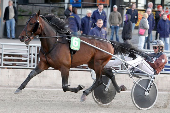 Avlshingst p� Bornholm scorede 16 damer i 2016