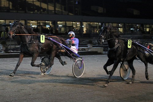 K�benhavner optimist med bornholmerhest