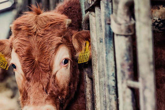 Chauff�r k�rte med sygt kreatur