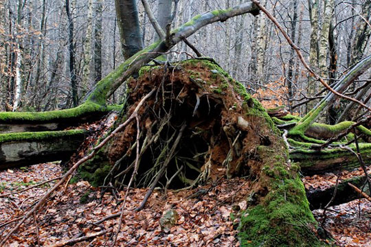 Naturstyrelsen markerer Orkanskovens 50 �rs jubil�um