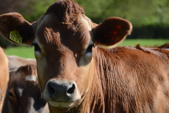 Chauff�r n�gter at betale stor b�de