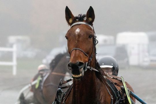 Travdronningen vandt sit sidste l�b