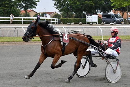 Bent Dahl starter to heste i Sverige samme dag