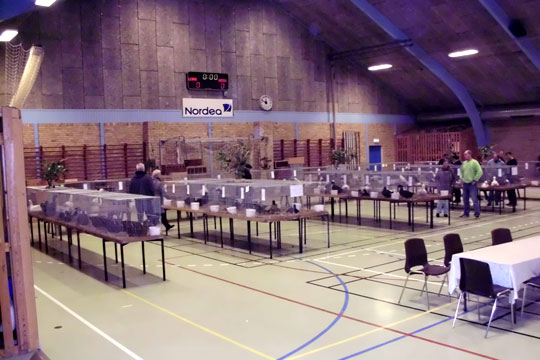 Rekordstor udstilling af sv�mmefugle