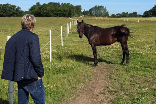 Travhesten Open tr�nerskiftet til Sverige og i pr�vel�b i aften