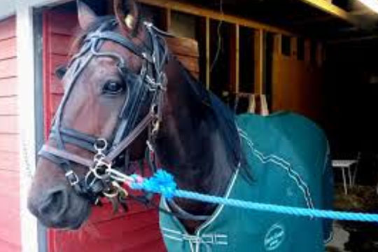 Overbevisende pr�vel�b af Open i Sverige