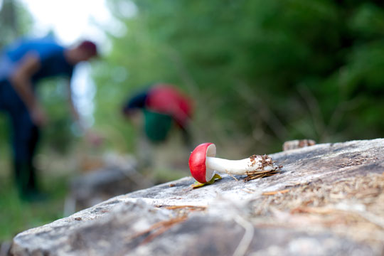 Gode r�d om svampejagt