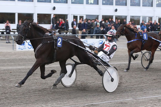 Delejede bornholmsk ejede travheste favorit i storl�b