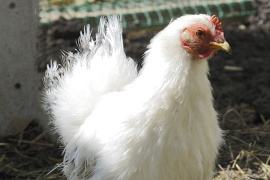 H�nsetyv slog til i R�nne