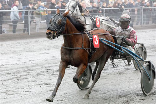 Syv bornholmsk tr�nede travheste i kapl�b p� Lunden