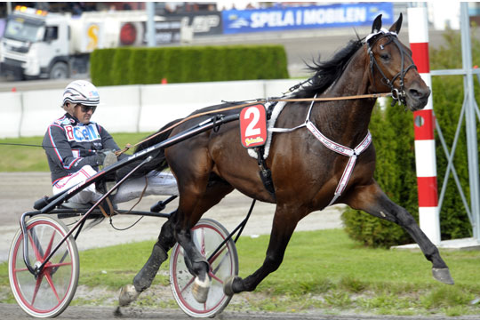 Ny avlshingst p� Bornholm