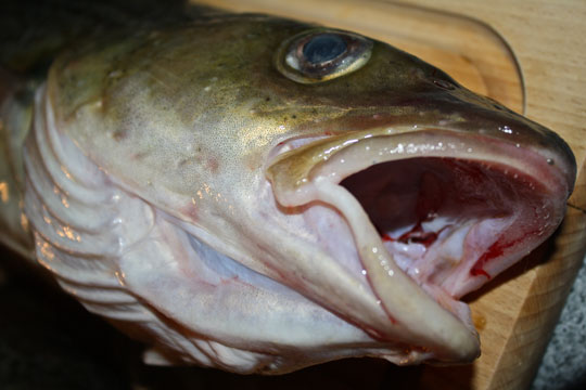 Torsk p� julebordet